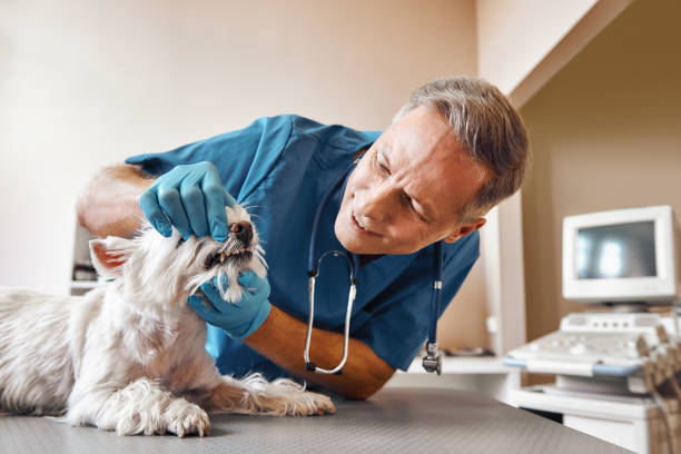 Best Weekend Emergency Dentist in Loyal, WI